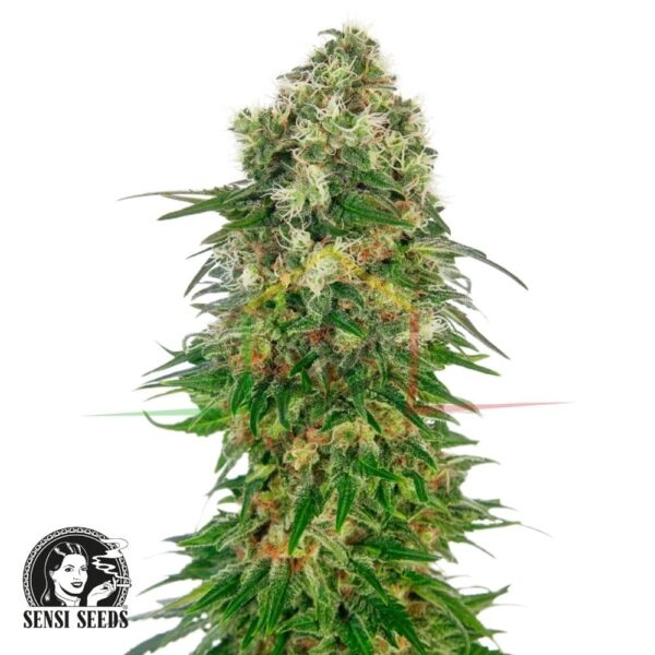 Shiva Skunk Auto - Sensi Seeds