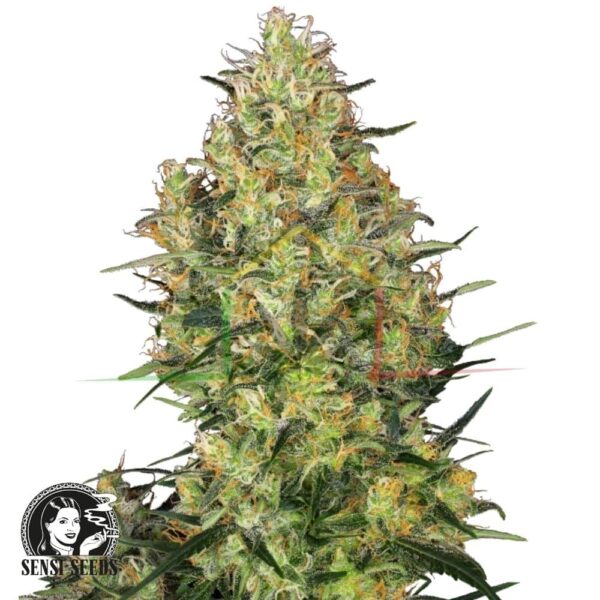 Shiva Skunk regular - Sensi Seeds