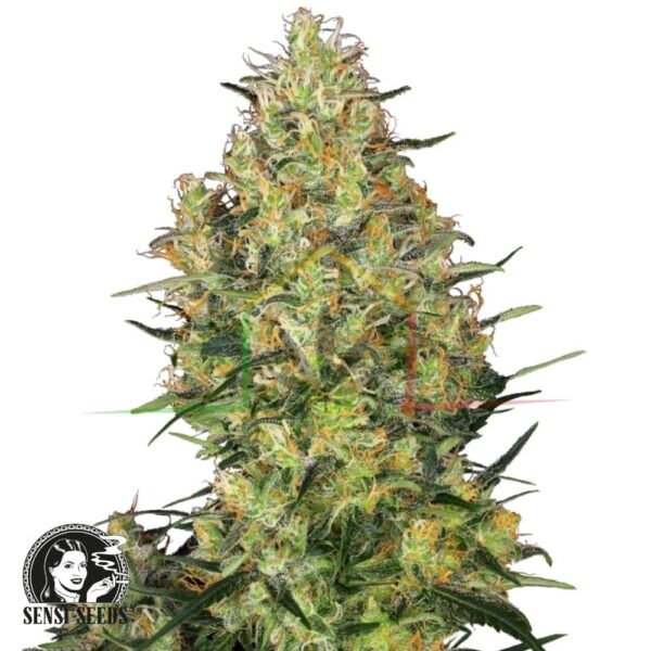 Shiva Skunk - Sensi Seeds