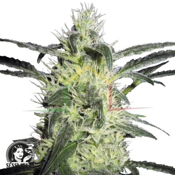 Silver Haze - Sensi Seeds