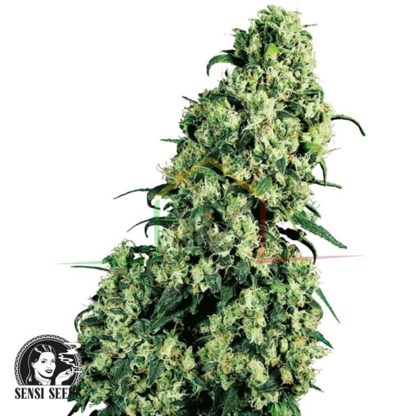 Skunk #1 regular - Sensi Seeds