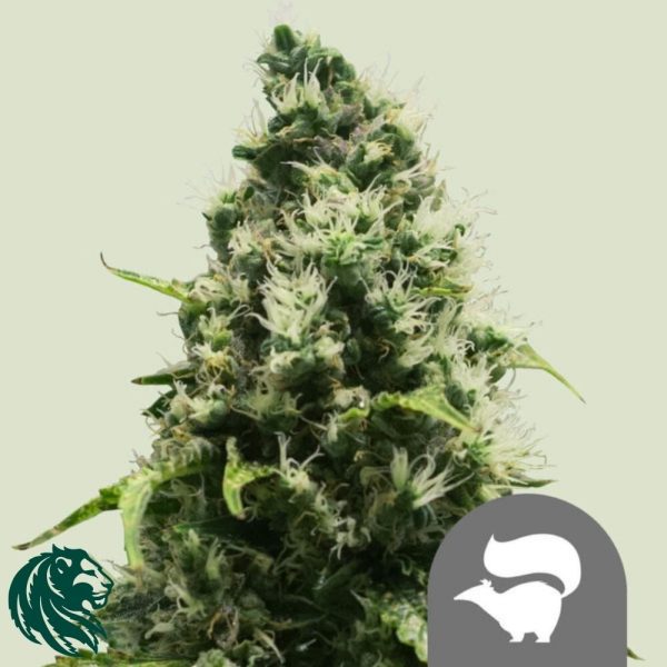 Skunk XL Regular de Royal Queen Seeds