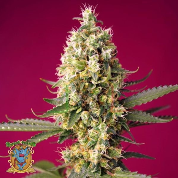 Skywalker OG Runtz XL Auto - Sweet Seeds