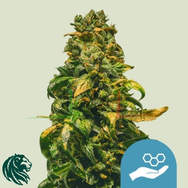 Solomatic CBD Auto - Royal Queen Seeds
