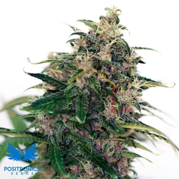 Somango#47 Auto - Positronics Seeds