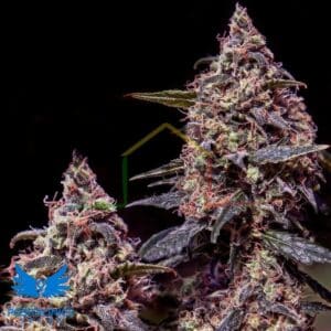 Somango #47 - Positronics Seeds