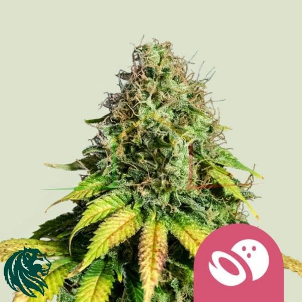 Somango XL - Royal Queen Seeds