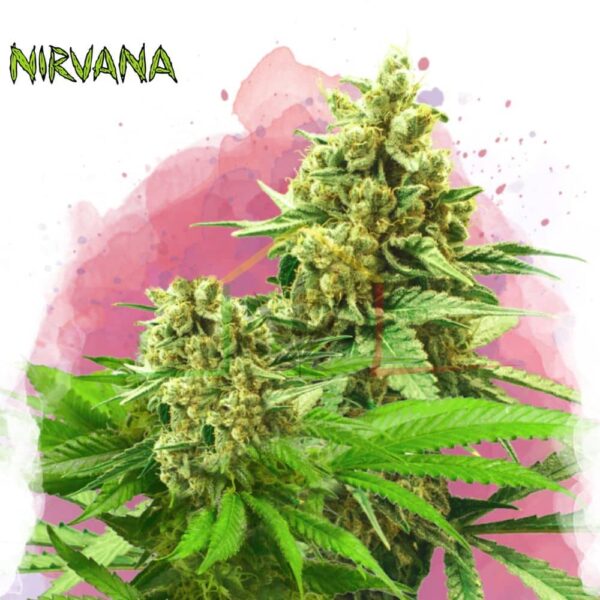 Somango XXL - Nirvana Seeds
