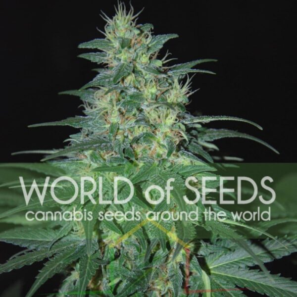 South African Kwazulu Regular - World Of Seeds