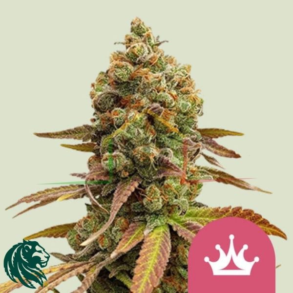 Special Queen #1 de Royal Queen Seeds