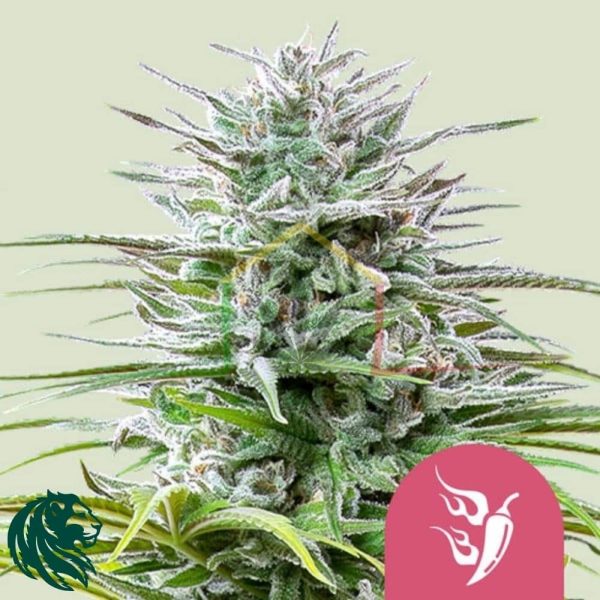 Speedy Chile Fast Flowering - Royal Queen Seeds