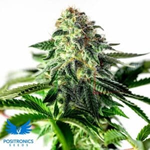Sticky Dream Auto - Positronics Seeds