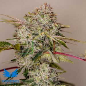 Sticky Dream - Positronics Seeds