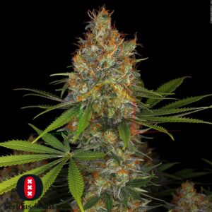 Strawberry AK - Serious Seeds