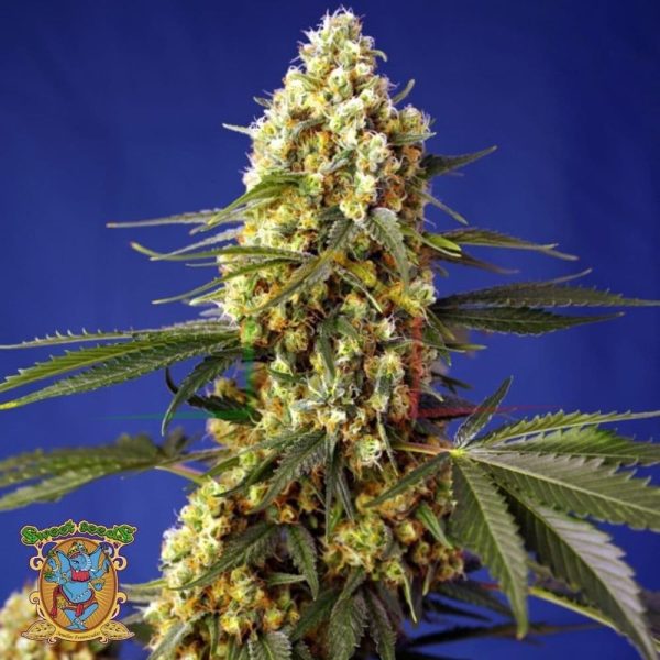 Strawberry Banana Gelato XL Auto - Sweet Seeds