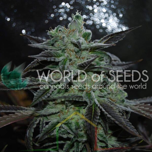 Strawberry Blue - World of Seeds