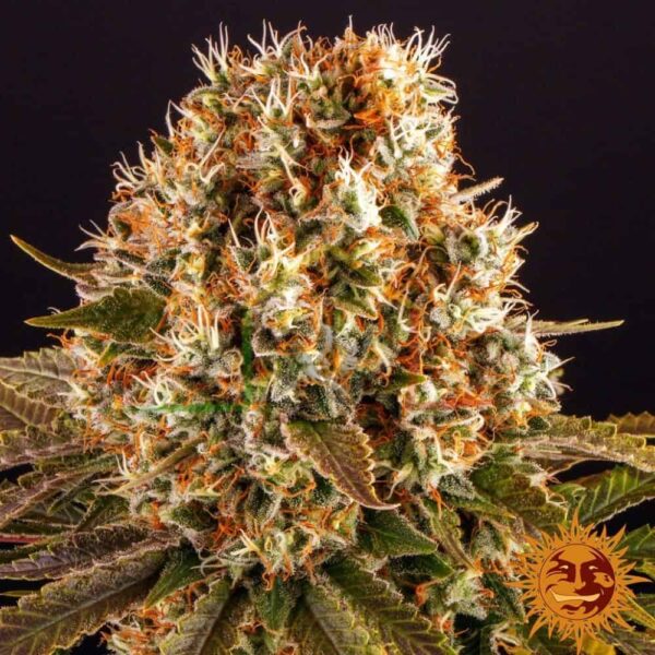 Strawberry Lemonade - Barney's Farm
