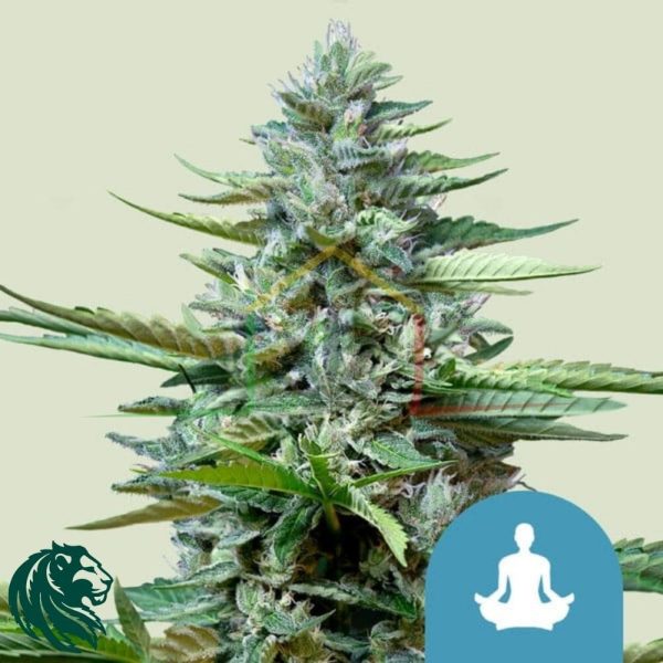 Stress Killer Automatic CBD - Royal Queen Seeds