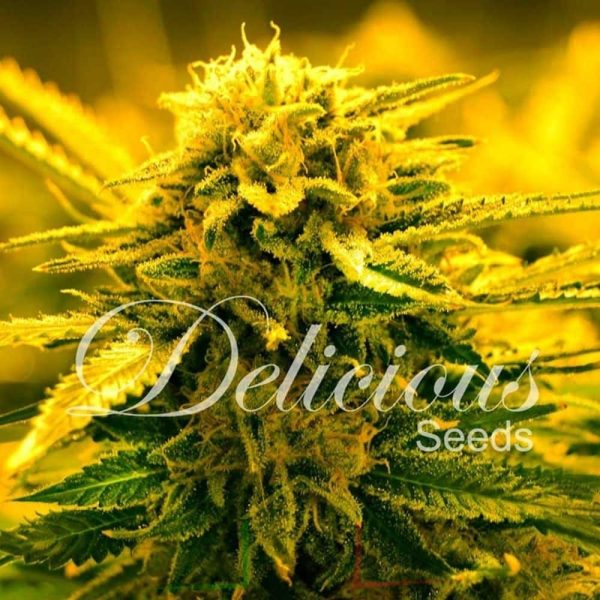 Sugar Black Rose Auto De Delicious Seeds