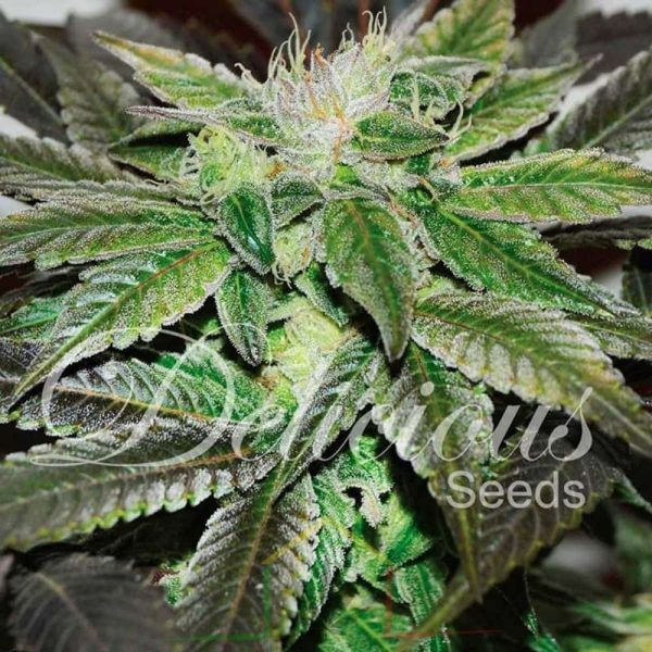 Sugar Candy de delicious Seeds