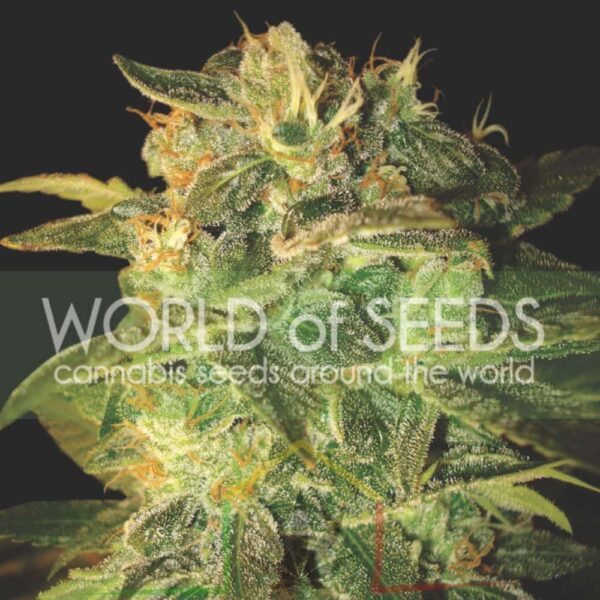 Sugar Mango Ryder - World Of Seeds