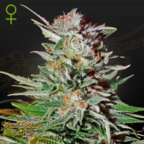 Super Lemon Haze Auto CBD - Green House Seeds