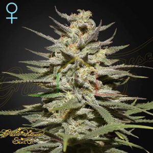 Super Lemon Haze CBD - Green House Seeds