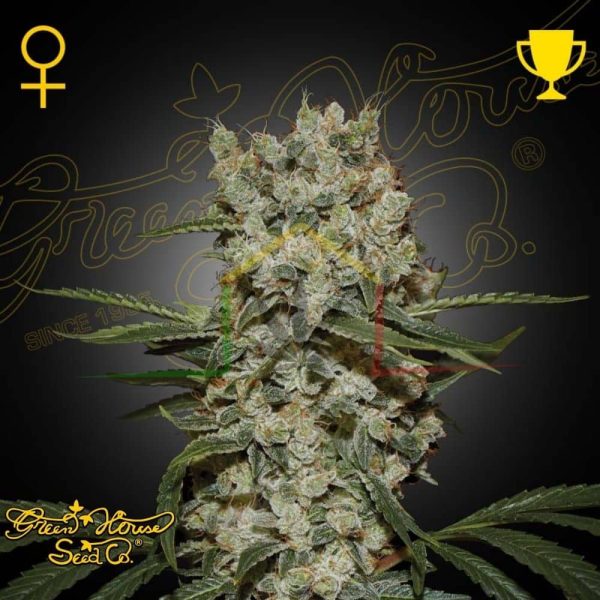 Super Silver Haze - Green House Seeds