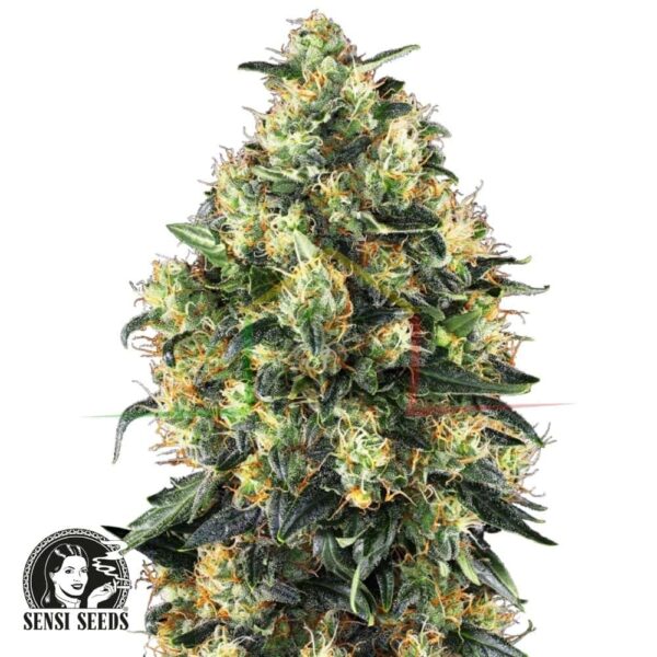 Super Skunk Auto - Sensi Seeds