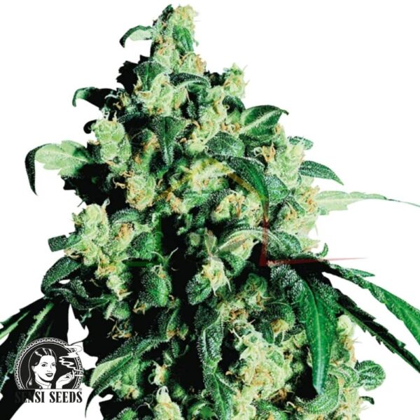 Super Skunk regular - Sensi Seeds