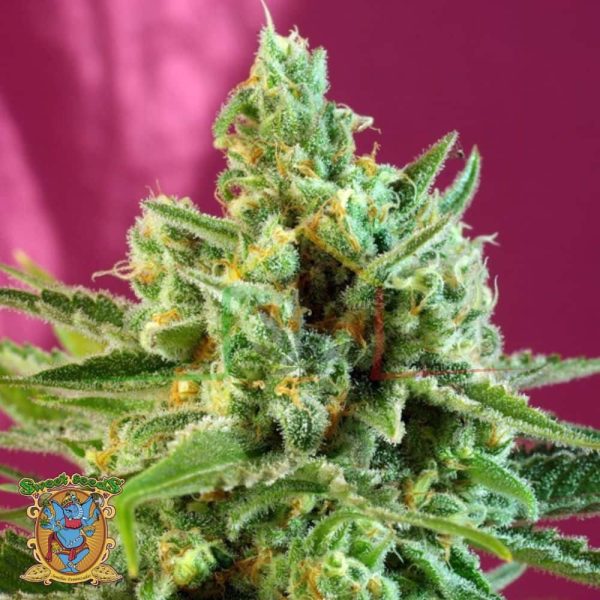 S.A.D Sweet Afghani Delicious CBD - Sweet Seeds
