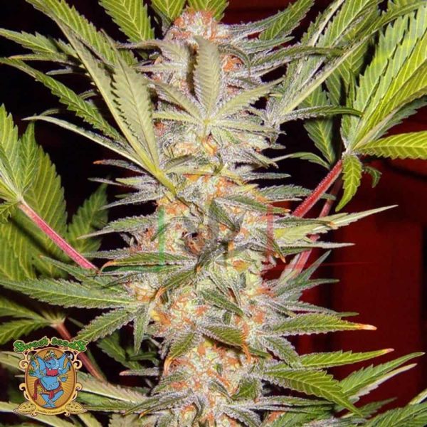 Sweet Afghani Delicious F1 Fast Version - Sweet Seeds