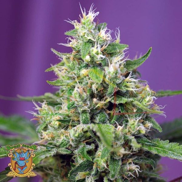 Sweet Amnesia Haze XL Auto - Sweet Seeds