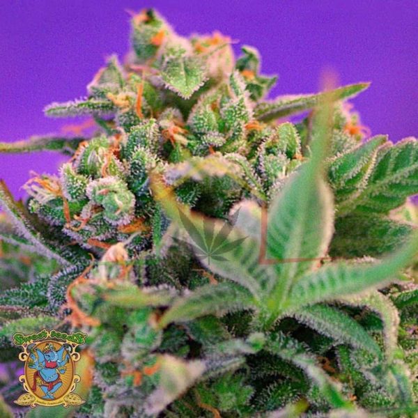 Sweet Cheese F1 Fast Version - Sweet Seeds