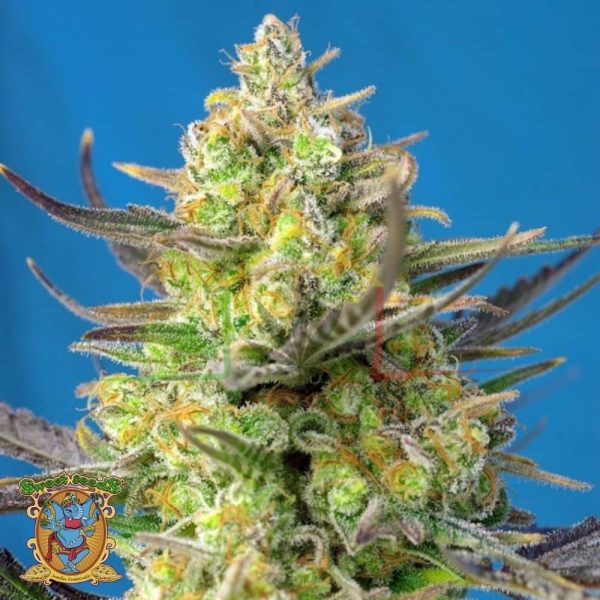 Sweet Cheese XL Auto - Sweet Seeds