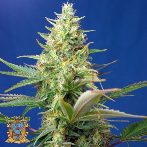 Sweet Pure Auto CBD - Sweet Seeds