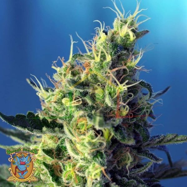 Sweet Pure CBD - Sweet Seeds