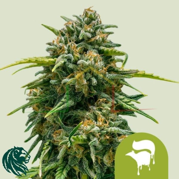 Sweet Skunk Automatic - Royal Queen Seeds