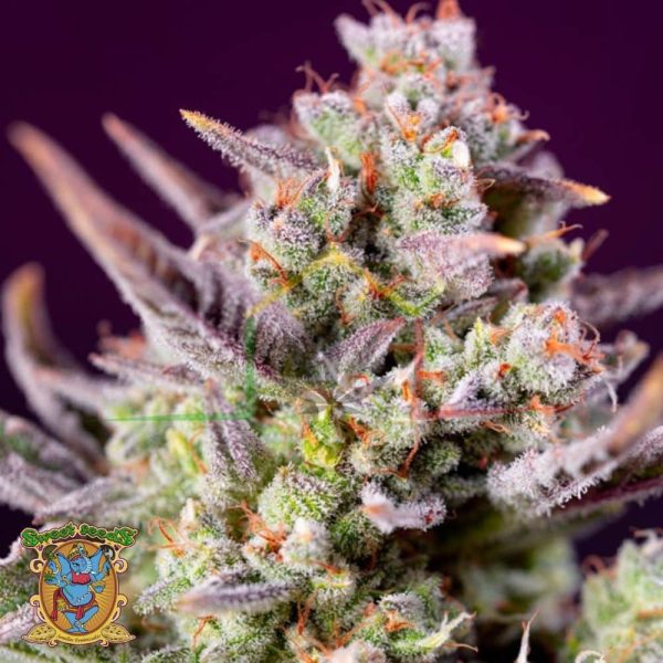 Sweet Zenzation XL Auto - Sweet Seeds