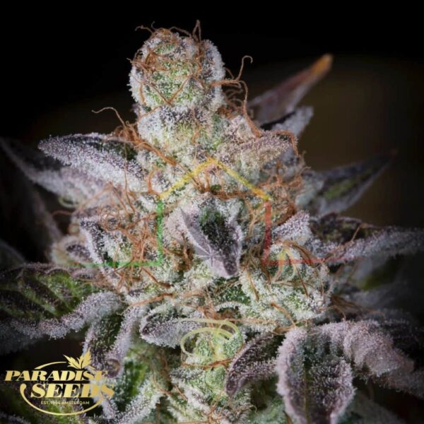 Sweetopia - Paradise Seeds