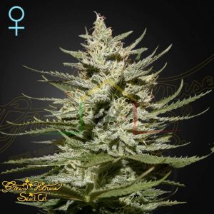 The Church CBD - Green House Seeds