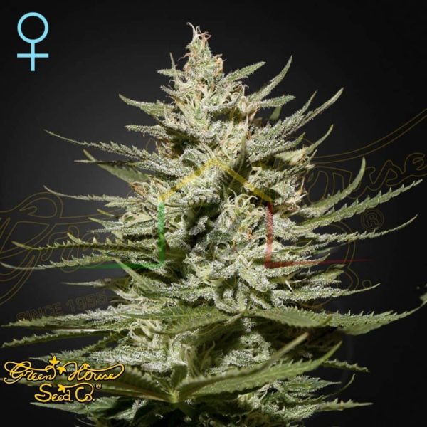 The Church CBD - Green House Seeds