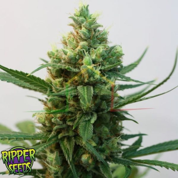 Toxic - Ripper Seeds