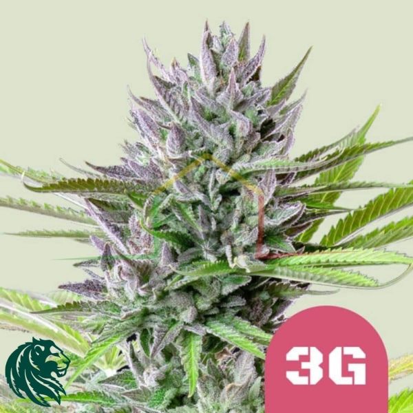 Triple G - Royal Queen Seeds