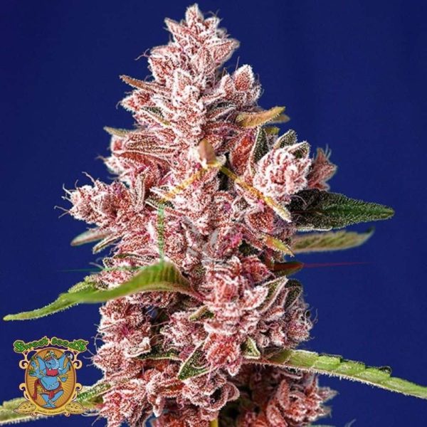 Tropicanna Poison f1 Fast Version - Sweet Seeds