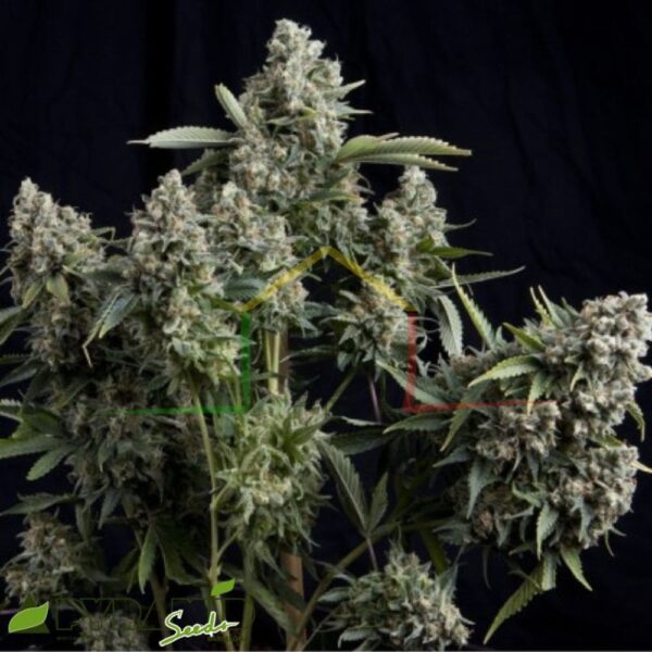 Tutankhamon - Pyramid Seeds