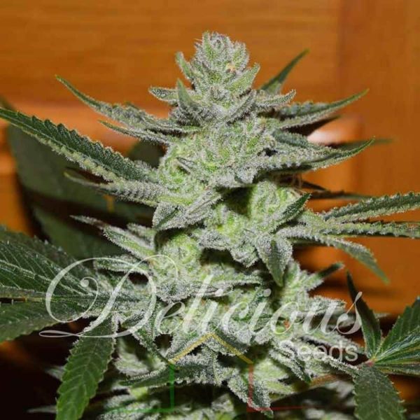 Unknown Kush De Delicious Seeds