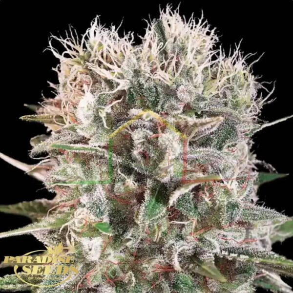 Wappa - Paradise Seeds