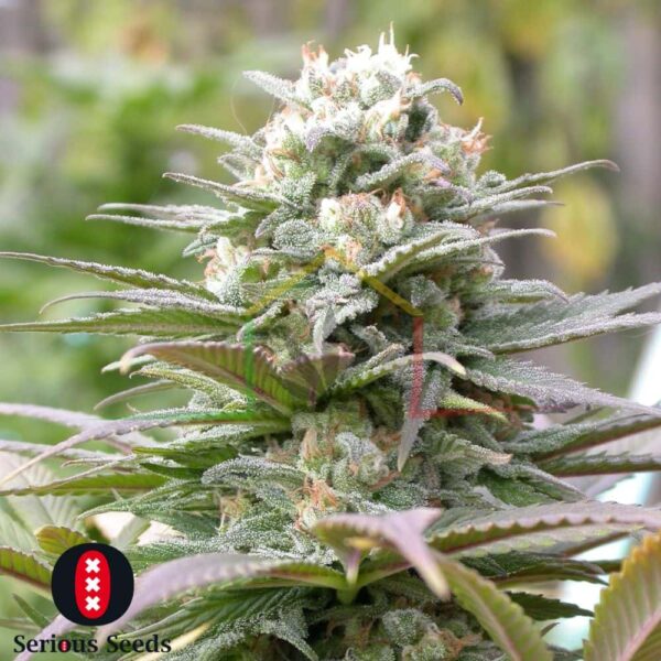 Warlock Regular - Serious Seeds