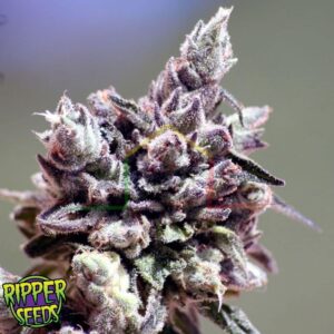 Washing Machine - Ripper Seeds,